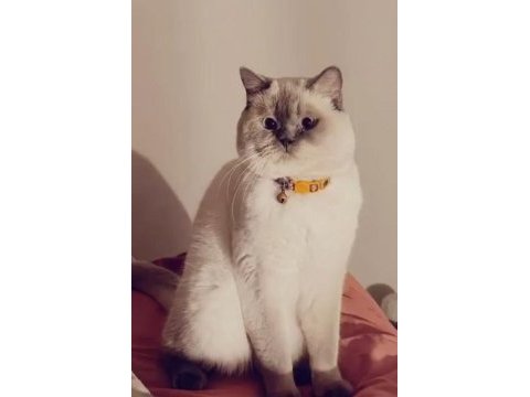 British blue point