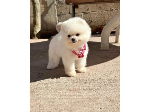 Oyuncu karakterli pomeranian boo yavrularımız