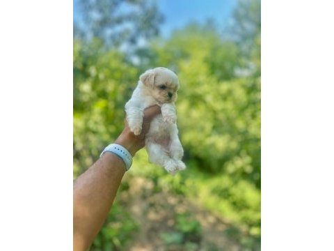 Korea teacup maltese yavrularımız