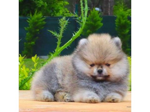 Pomeranian boo 3 aylık erkek