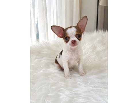 Wc eğitimli mini boy chihuahua
