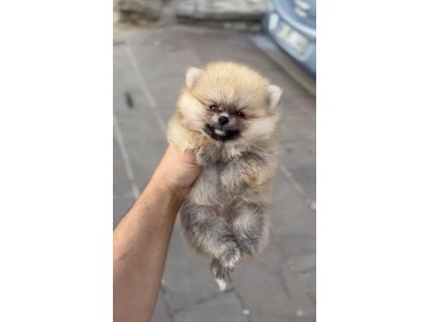 Renk renk güzellikte ayı surat pomeranian yavrular