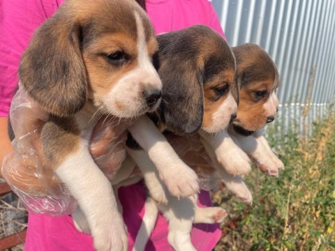 Safkan beagle bebeklerimiz teslime hazır
