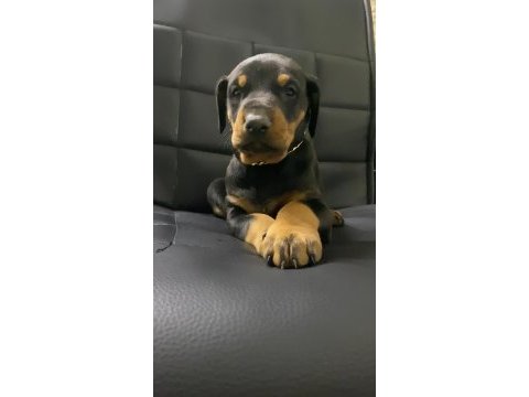 A kalite doberman bebekler
