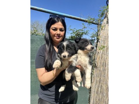 Zeka küpü border collie yavrularım