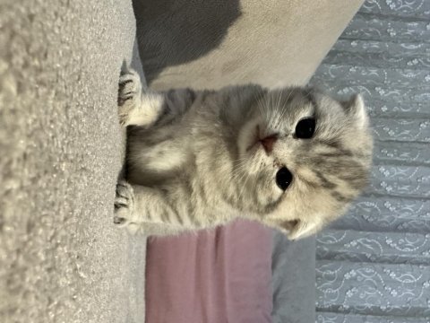 Scottish fold ve scottish longhair sahiplendirilecek