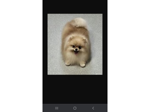 Pomeranian boo 1 yaşında