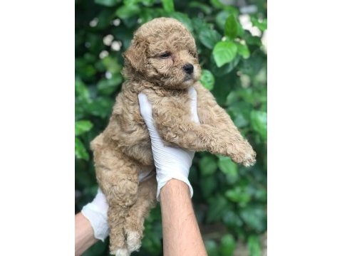Poodle ayarında maltipoo bebekler