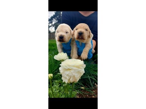 Bebek yüzlü golden retriever yavrularım