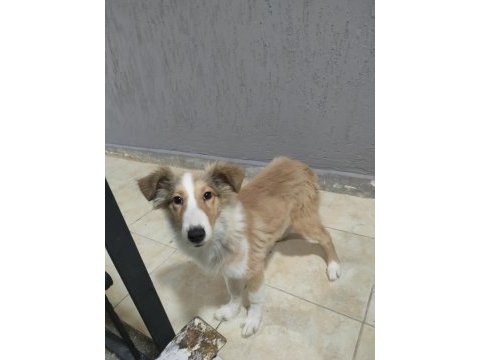 3.5 aylık rough collie lessie yavrularım