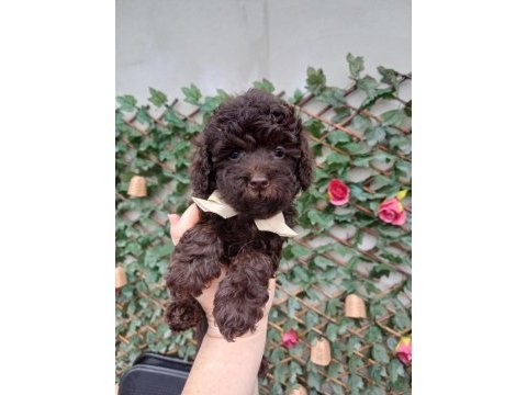 Çikolata toy poodle nadir renk