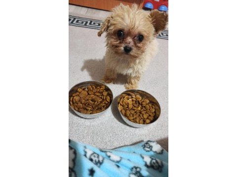 Aşıları yapılmıştır maltipoo