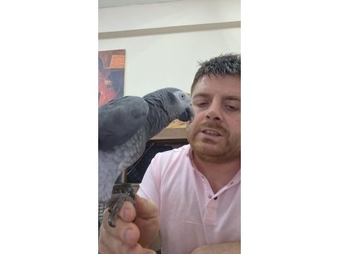 Uygun jako papağanı time yarı evcil