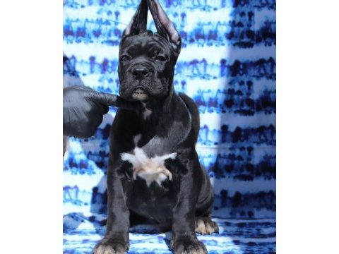 Fcı-kıf secereli safkan cane corso yavrular
