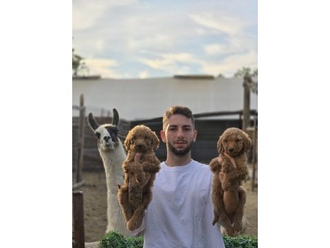 Ruhsatlı çiftliğimizden dev poodle yavruları