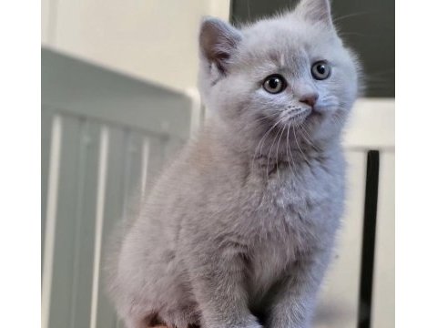 Brıtısh shorthair lılak yavrularım 