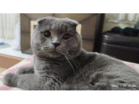 Oğlumuz toroya kızınız scottish fold