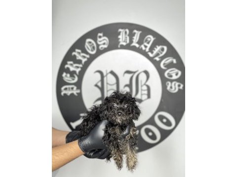 Irk garantili toy poodle yavruları