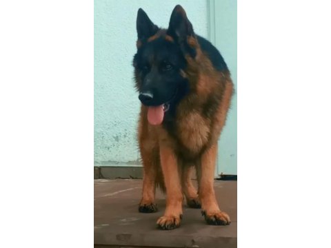 Safkan alman çoban köpeği