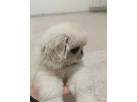 A kalite imperial pekinez erkek
