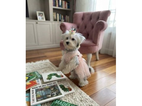 Dünyalar güzeli prenses köpeğimiz