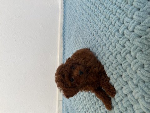 Muhteşem yüz renk ve tüy kalitesine sahip poodle bebekler