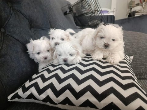 Teacup maltese bebeklerimiz