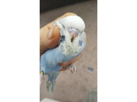 Çek ve jumbo muhabbet kuşu yavrular