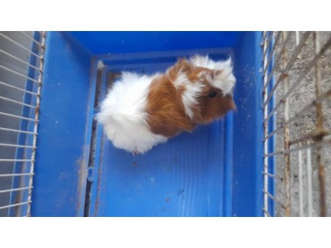 Guinea pig yavruları 1 aylık