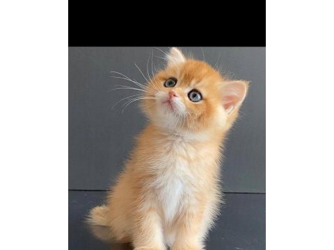 Safkan british shorthair blue golden& ny12 yavru