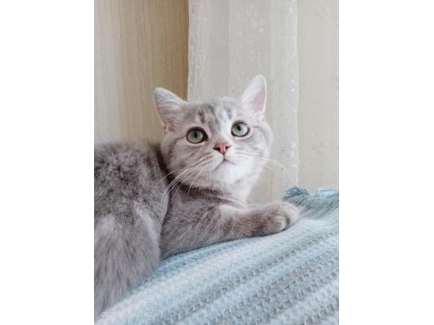 6 aylık kedimi sahiplendiriyorum british shorthair