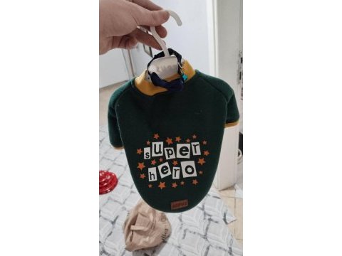 Kedi sahiplenmek isteyenler ev kedisi