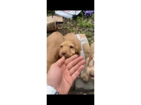 Cocker yavrularımız teslime hazır