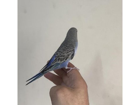 Bebek muhabbet kuşu yeni yeme düştü