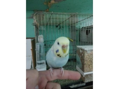 Ele alışık aşırı kızgın damızlık dişi muhabbet kuşu