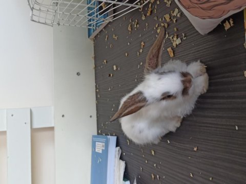 2 aylık kırma lop tavşanı