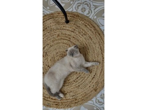 Blue point british shorthair