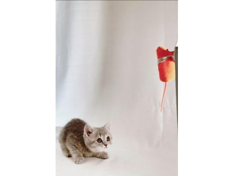 Sessiz ve tatlı sevgi dolu gri british shorthair