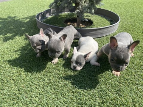 Fransız bulldog yavrular