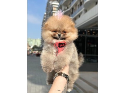 Pomeranian boo teddy face dişi erkek yavrularımız