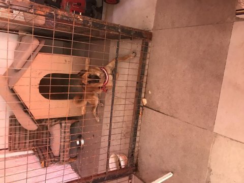 Bekçi köpeği arayanlara