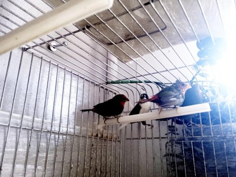 Lutino taşıyıcı parrotlar
