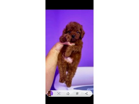 Orjinal toy poodle yavrularımız