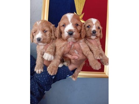 Kakabo yavru köpekler