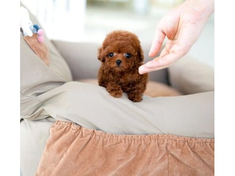 Kapıda ödemeli toy poodle bebeklerim