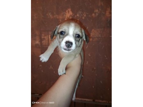 Corgi / jack russell