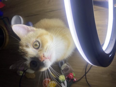 British shorthair golden 3 aylık oyuncu
