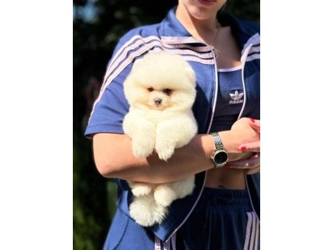 Ayıcık surat pomeranian boo