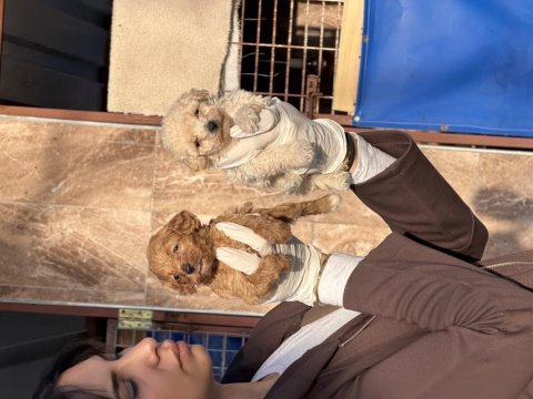 Maltipoo bebeklerimiz