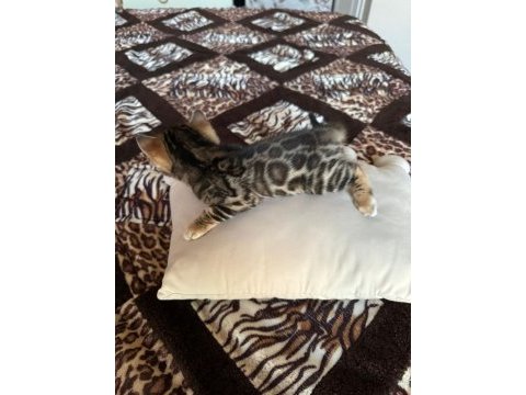 Küçük bengal kedisi kaplanlar